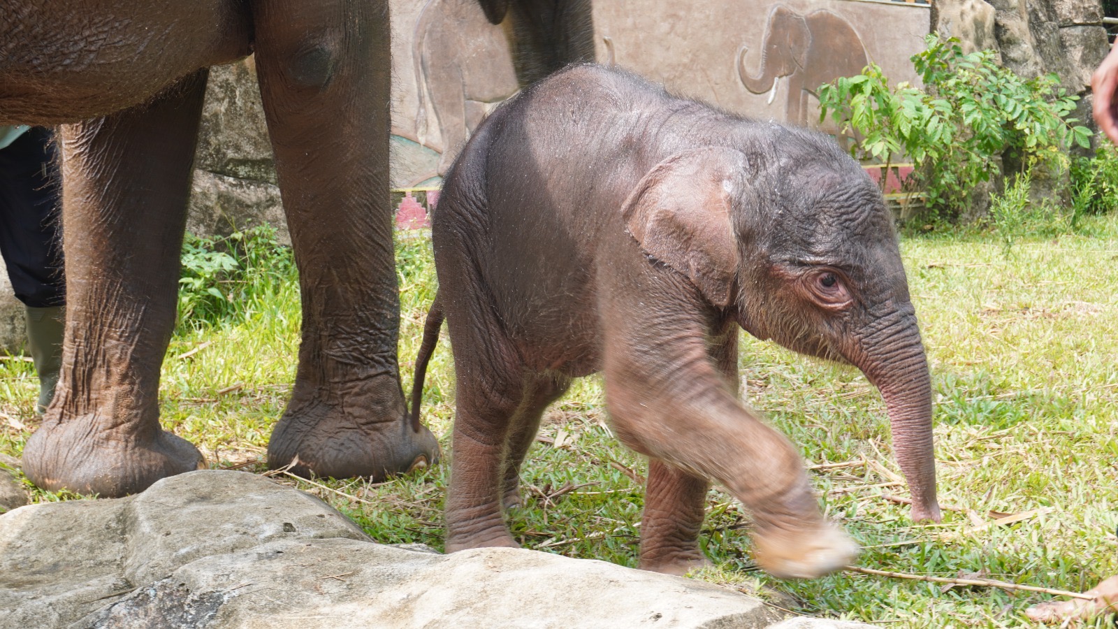Usai Harimau, Bayi Gajah Sumatera Kembali Lahir di Lembah Hijau Lampung