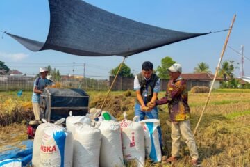 Cetak Rekor Historis, Pengadaan Pangan…